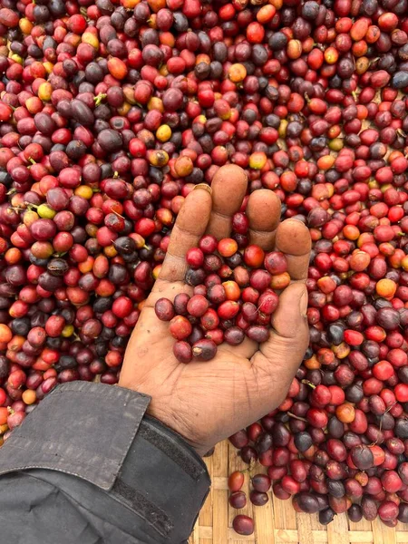 一只手牵着咖啡樱桃 在花园里晒干 在埃塞俄比亚 人们种植和饮用他们在花园里种植的咖啡 花园咖啡是埃塞俄比亚的传统 — 图库照片