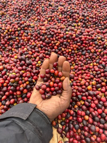 Een Hand Vasthouden Tonen Koffiekersen Drogen Zon Een Tuin Ethiopië — Stockfoto