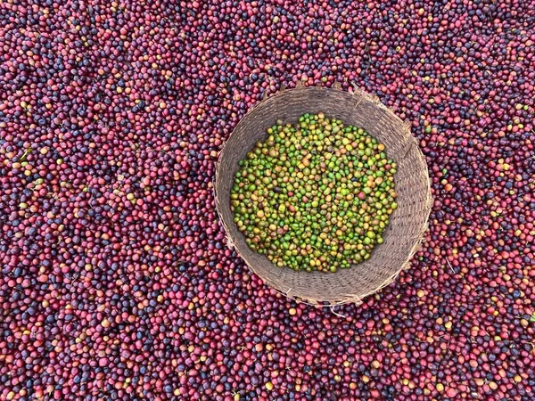 Ethiopische Rode Groene Koffiekersen Liggen Drogen Zon Dit Proces Het — Stockfoto