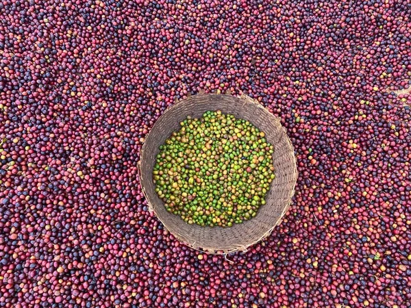 Ethiopian Red Green Coffee Cherries Lying Dry Sun Process Natural — Fotografia de Stock