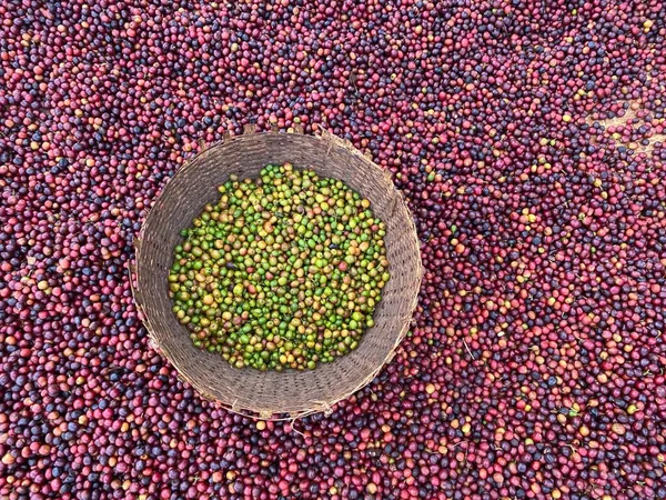 Ethiopian Red Green Coffee Cherries Lying Dry Sun Process Natural — Stockfoto
