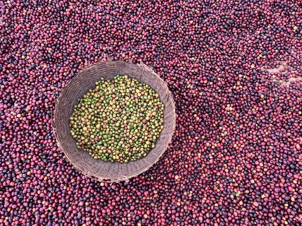 Äthiopische Rote Und Grüne Kaffeekirschen Liegen Zum Trocknen Der Sonne — Stockfoto