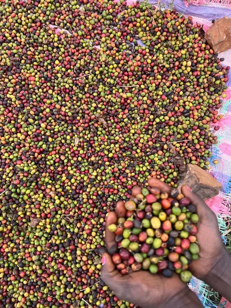 咖啡樱桃在花园里晒干在阳光下的塑料布上 这个过程叫做自然过程 花园咖啡是人种学的传统 Bona Zuria 埃塞俄比亚 — 图库照片