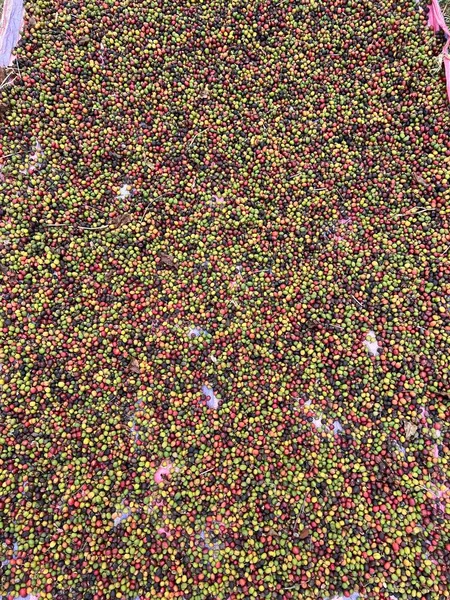 Coffee Cherries Being Dried Garden Plastic Sheet Sun Process Called — Fotografia de Stock