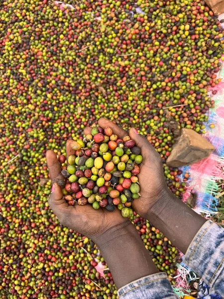 手を握り 庭で太陽の下で乾燥コーヒーチェリーを示しています エチオピアでは 人々は庭で栽培しているコーヒーを栽培して飲みます ガーデンコーヒーはエチオピアの伝統です — ストック写真