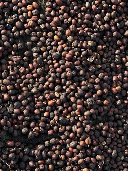 Ethiopische Gedroogde Koffie Voordat Schillen Uit Schelp Liggend Drogen Zon — Stockfoto