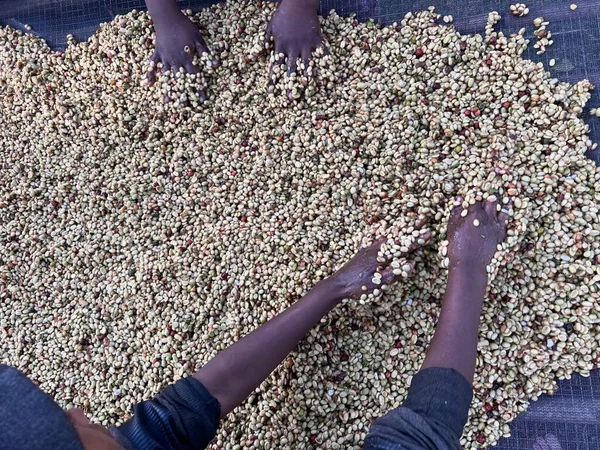 Women's hands mixing coffee cherries processed by the Honey process in the Sidama region, Ethiopia.