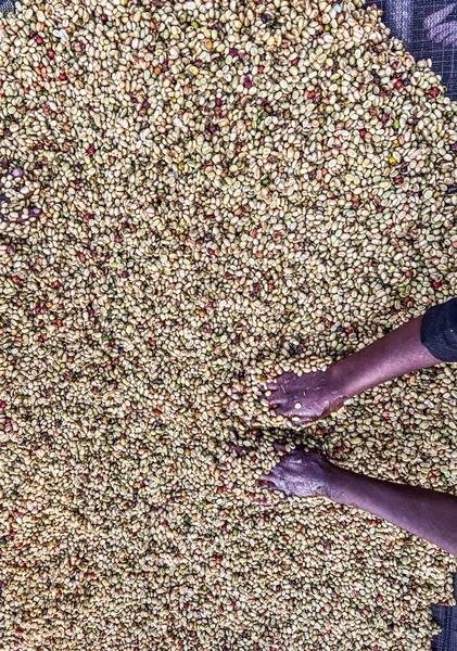 Vrouwenhanden Die Koffiekersen Mengen Die Volgens Het Honingproces Worden Verwerkt — Stockfoto