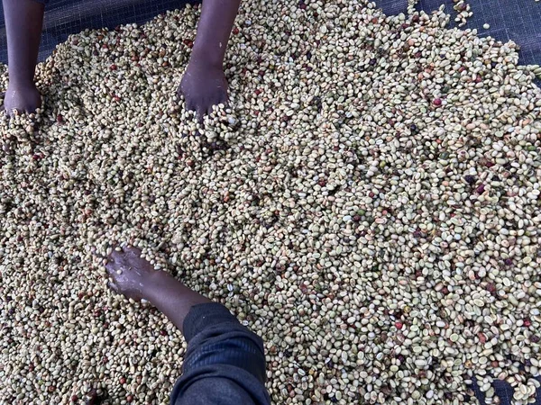埃塞俄比亚Sidama地区蜂蜜加工的咖啡樱桃与妇女的双手混合 — 图库照片