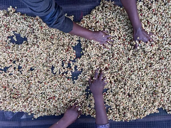 Women Hands Mixing Coffee Cherries Processed Honey Process Sidama Region — Stockfoto