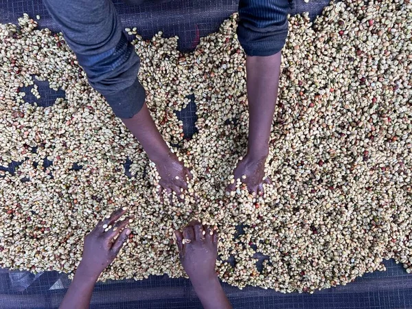 Women Hands Mixing Coffee Cherries Processed Honey Process Sidama Region — Stock Photo, Image
