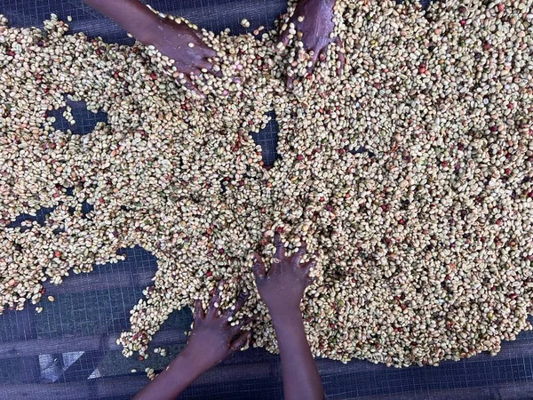 Women Hands Mixing Coffee Cherries Processed Honey Process Sidama Region —  Fotos de Stock