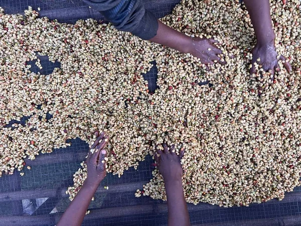 Vrouwenhanden Die Koffiekersen Mengen Die Volgens Het Honingproces Worden Verwerkt — Stockfoto