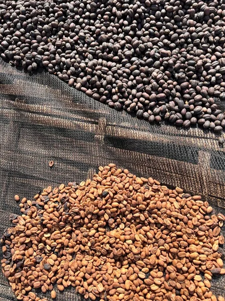 Ethiopische Gedroogde Schil Schelp Koffieboon Liggend Drogen Zon Bona Zuria — Stockfoto