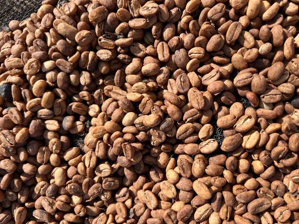 Ethiopian Dried Peel Shell Coffee Bean Lying Dry Sun Bona — Stock Photo, Image
