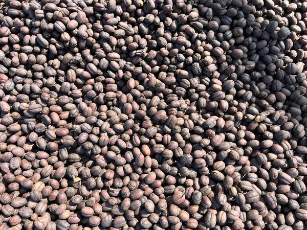 Ethiopian Dried Coffee Peel Shell Lying Dry Sun Bona Zuria — Fotografia de Stock