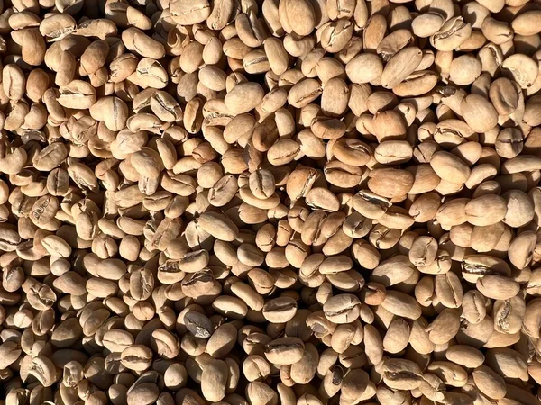 Ethiopian Dried Peel Shell Coffee Bean Lying Dry Sun Bona — Zdjęcie stockowe
