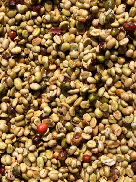 Coffee Beans Sun Drying Process Honey Process Highland Sidama Region — Stock Photo, Image