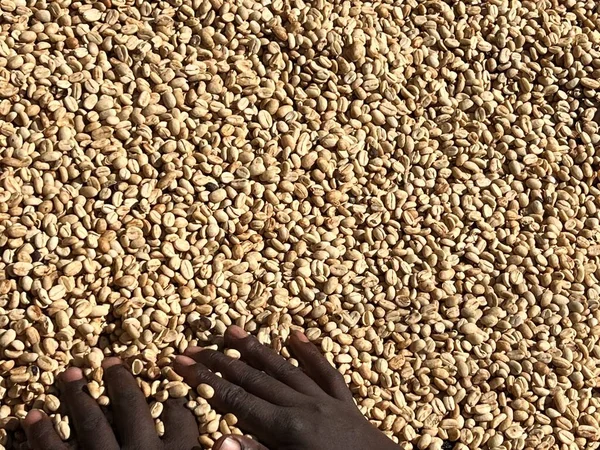 Women Hands Mixing Dry Coffee Beans Sun Drying Process Honey — Stock fotografie