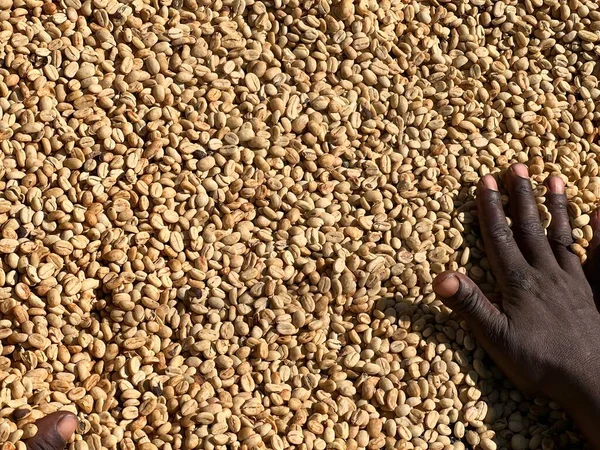 Women Hands Mixing Dry Coffee Beans Sun Drying Process Honey — Stock Photo, Image