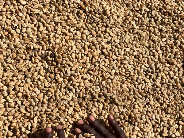 Women Hands Mixing Dry Coffee Beans Sun Drying Process Honey — Stockfoto