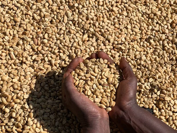 Women Hands Showing Dry Coffee Beans Sun Drying Process Honey —  Fotos de Stock