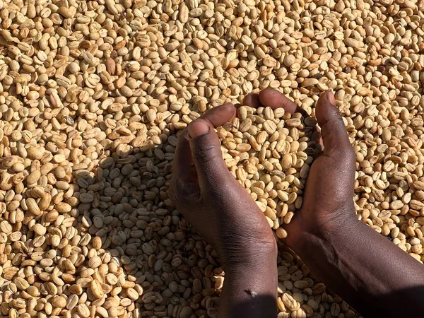 Women Hands Showing Dry Coffee Beans Sun Drying Process Honey — Photo