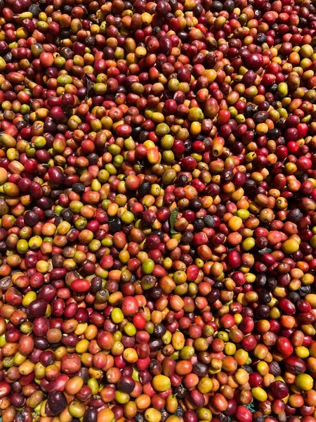 エチオピアの赤と緑のコーヒーチェリーは太陽の下で乾燥に横たわっている このプロセスは自然なプロセスです エチオピアのボナ ズリア — ストック写真