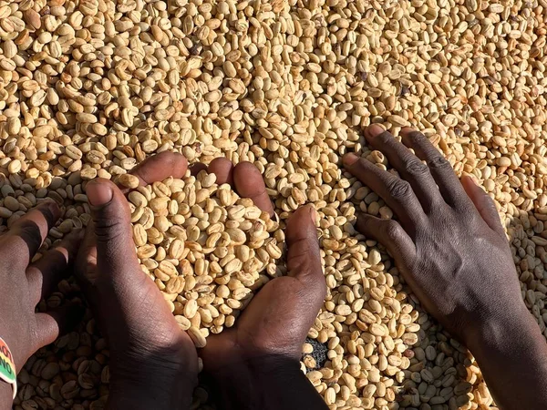 Women Hands Showing Dry Coffee Beans Sun Drying Process Honey — Foto Stock