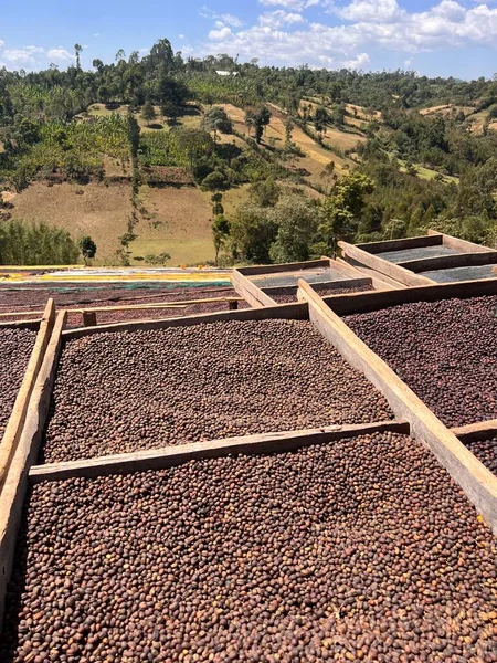 Äthiopische Kaffeekirschen Liegen Zum Trocknen Der Sonne Einer Trocknungsstation Auf — Stockfoto