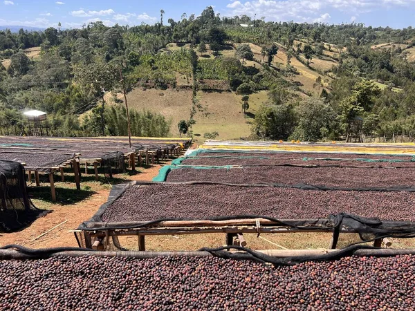Ethiopian Coffee Cherries Lying Dry Sun Drying Station Raised Bamboo — Stock Photo, Image