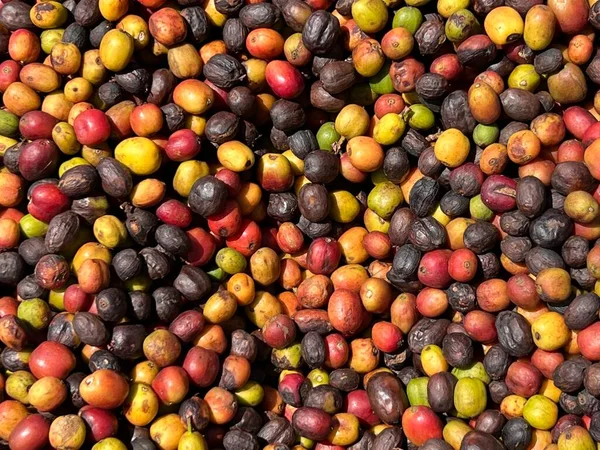 Ethiopian Red Green Coffee Cherries Lying Dry Sun Process Natural — Stock Photo, Image