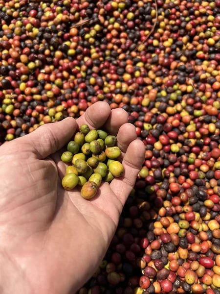 Hands Showing Coffee Cherries Processed Honey Process Sidama Region Ethiopia — Stock Photo, Image