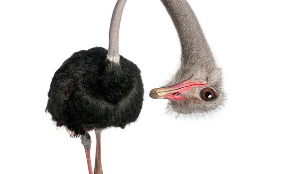 Portrait Funny Cute Male Ostrich Upside Head Perspective Effect Shrinking — Stock Photo, Image