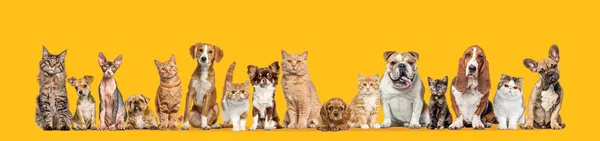 Gruppe Von Katzen Und Hunden Vereinzelt Auf Orangefarbenem Hintergrund Banner — Stockfoto