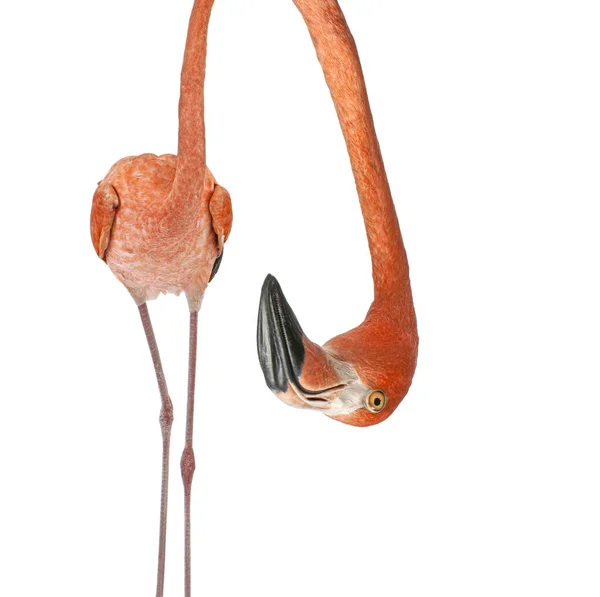 Portrait Funny Cute American Flamingo Upside Head Perspective Effect Shrinking — Stock Photo, Image