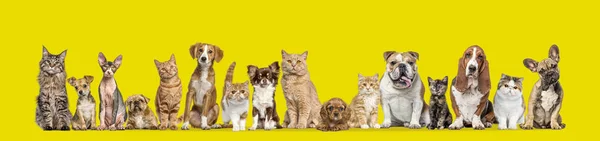 Skupina Koček Psů Izolovaných Žlutém Pozadí Banner Přepracováno — Stock fotografie