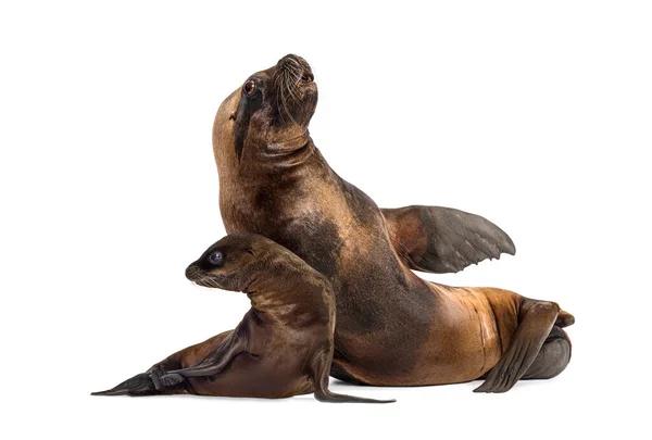 Mutter Und Junges California Sea Lion Isoliert Auf Weiß — Stockfoto