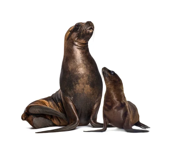 Mutter Und Junges California Sea Lion Isoliert Auf Weiß — Stockfoto