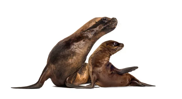 Moeder Welp California Sea Lion Geïsoleerd Wit — Stockfoto