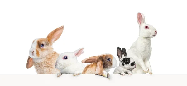 Metni Yerleştirmek Için Boş Bir Web Pankartıyla Yaslanan Farklı Tavşan — Stok fotoğraf