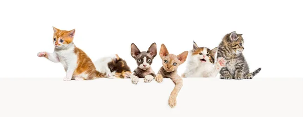 一群不同的猫靠在一个空的网页横幅上放置文字 空白的文字空间 用白色隔开 — 图库照片