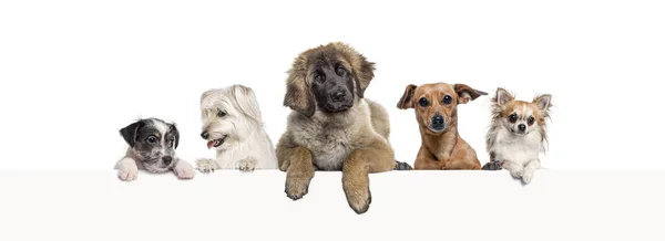 Gruppi Cani Diversi Appoggiati Banner Web Vuoto Inserire Testo Spazio — Foto Stock