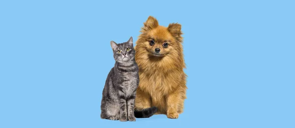 Portret Van Een Hond Een Kat Grijs Tabby Kat Pomeranian — Stockfoto