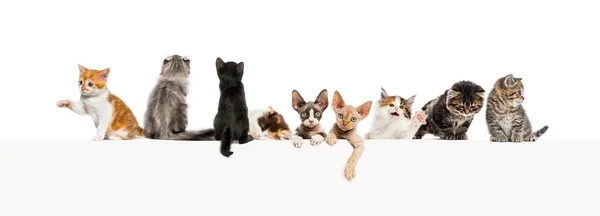 Skupiny Různých Koček Opírající Prázdný Webový Prapor Aby Umístily Text — Stock fotografie
