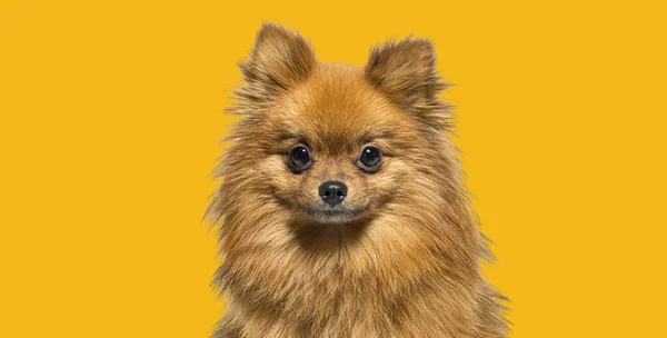Знімок Собаки Червоного Померанського Дивиться Камеру Оранжевому Тлі — стокове фото