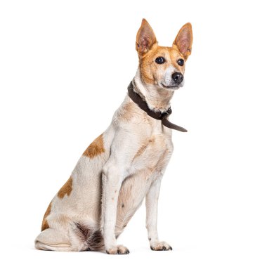 Yakalı melez bir köpek oturuyor ve kafasını çeviriyor, beyazı izole edilmiş, beyazı izole edilmiş.