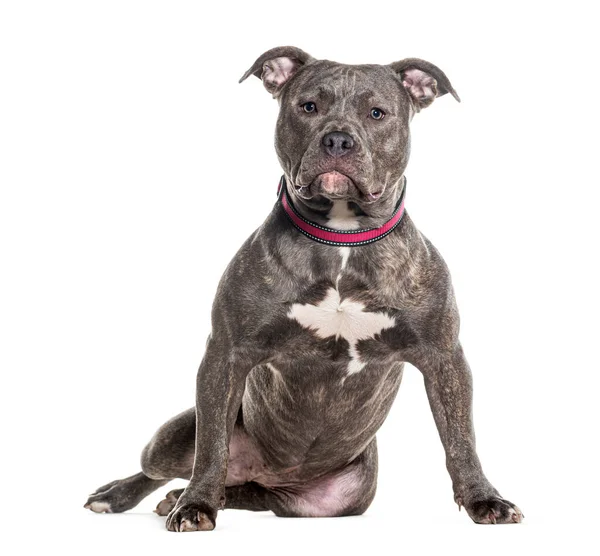 American Bully Sitting Looking Camera Isolated White — Stock Photo, Image