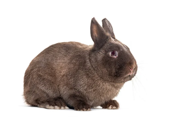 Cüce Tavşan Portresi Yan Görüş Beyaz Üzerine Izole Edilmiş — Stok fotoğraf