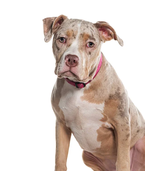 Hoofd Foto Van Een Kruising Hond Met Een Halsband Geïsoleerd — Stockfoto